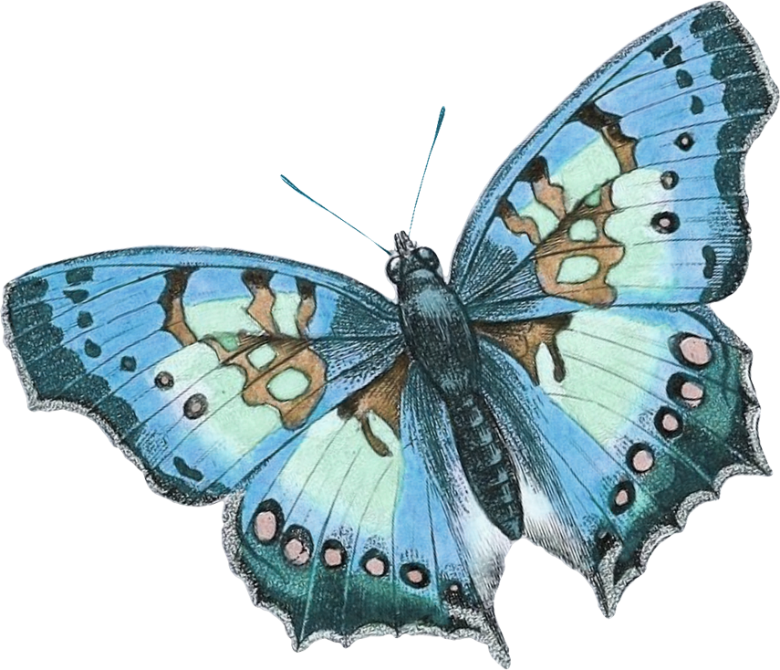 Blue Butterfly