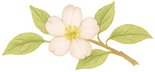 Apple Branch Twig