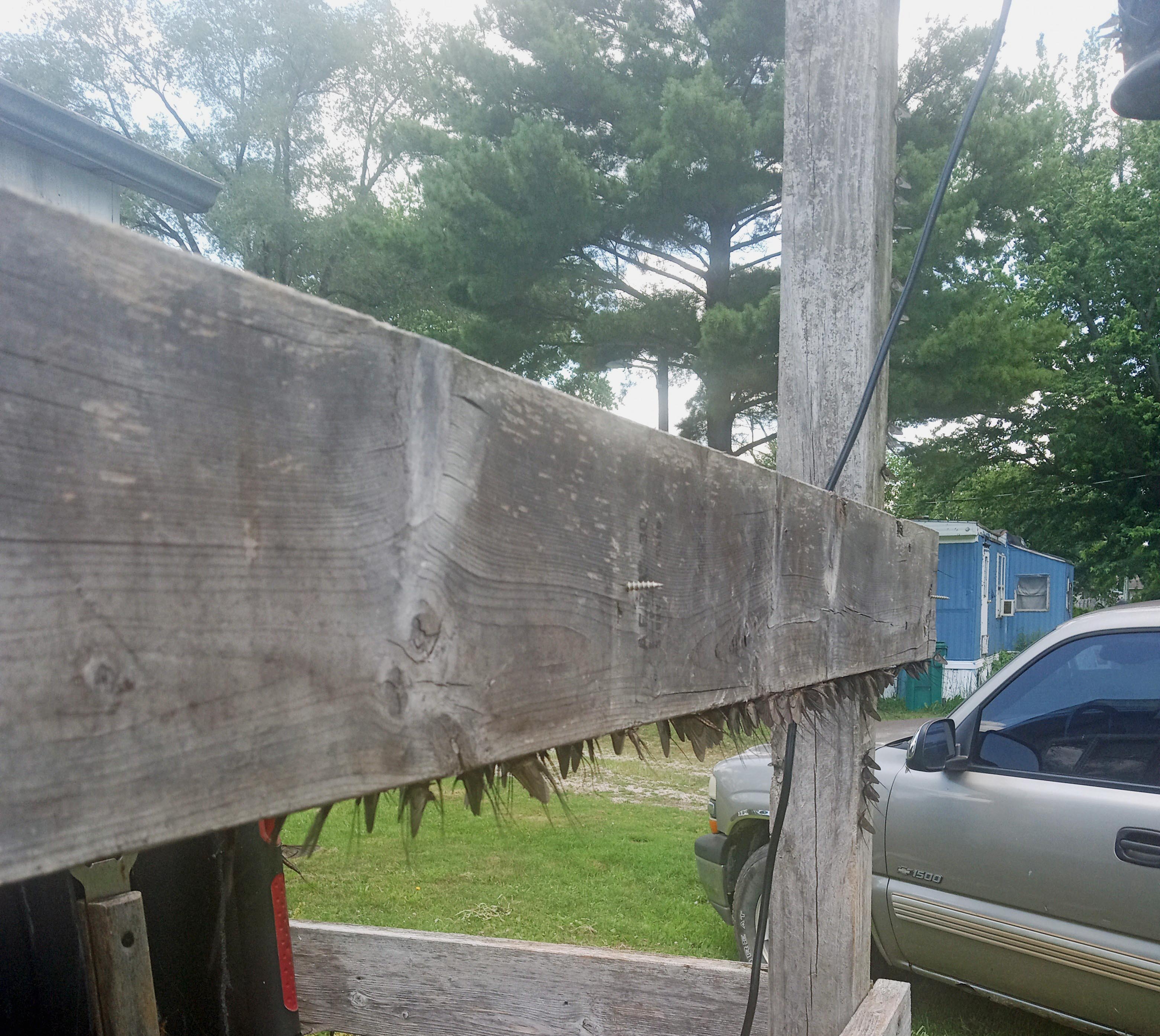 Dozens of dragonflies clinging to a wooden beam