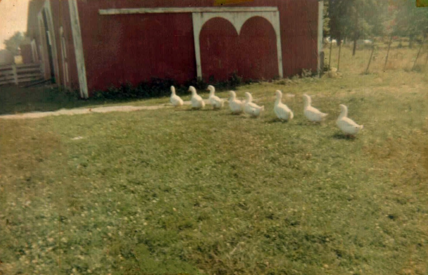 Line of 8 ducks by the barn