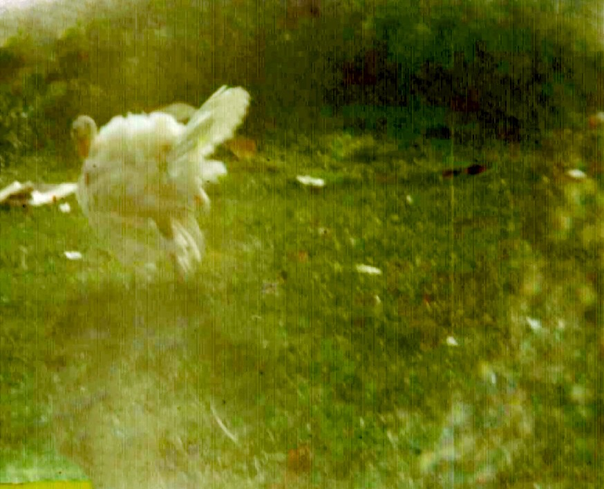 A turkey in motion on the hillside