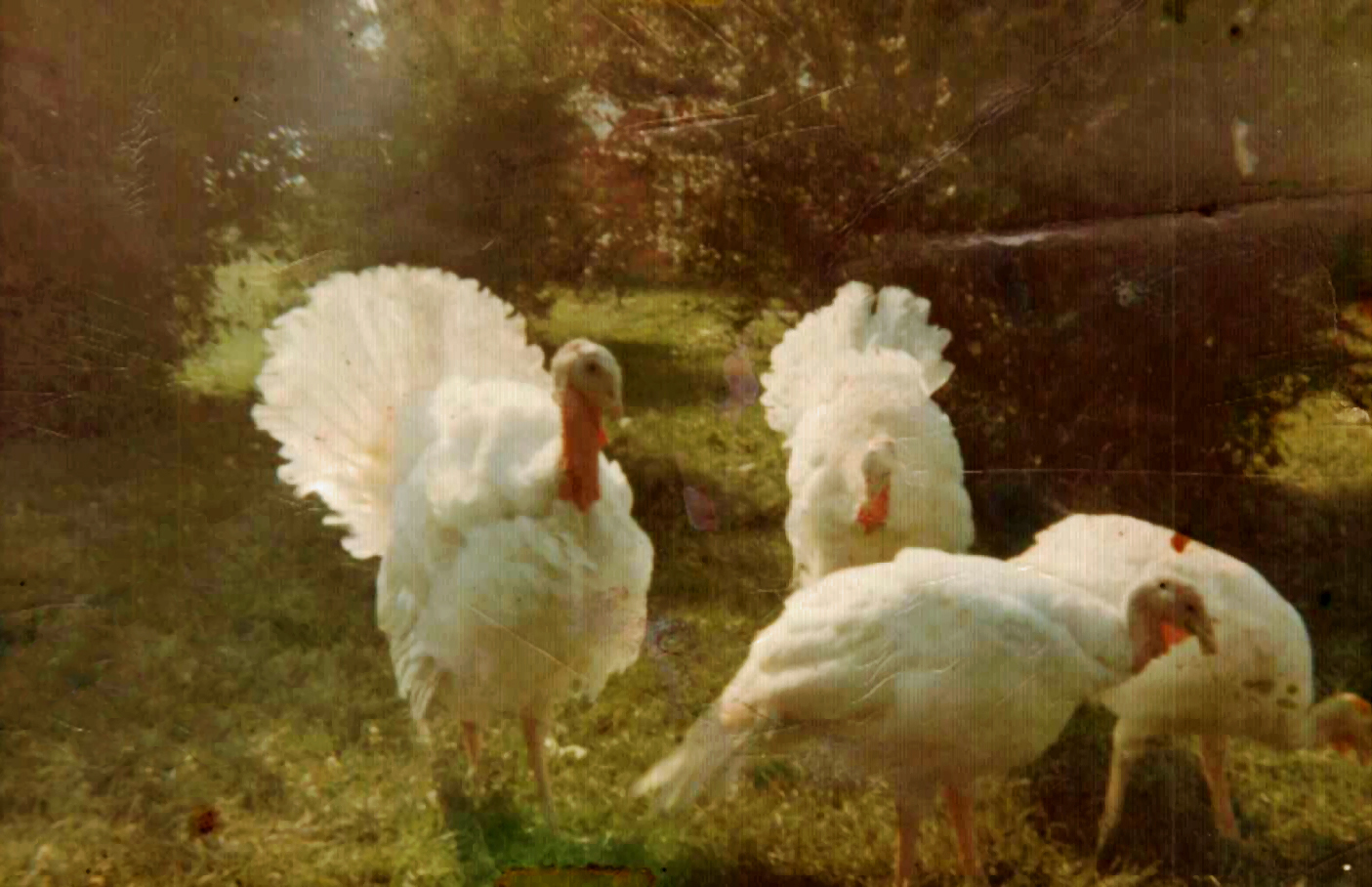 Turkeys fanned out near the trees