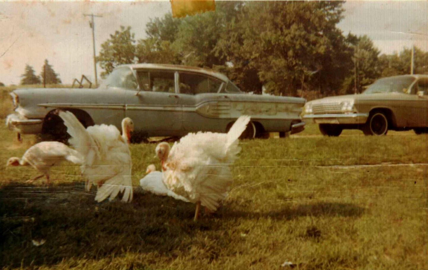 Turkeys in the yard near vintage cars