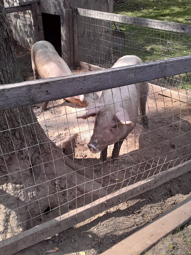 Sally and another pig in the pen