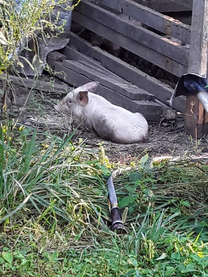 Sally Pig doing much better