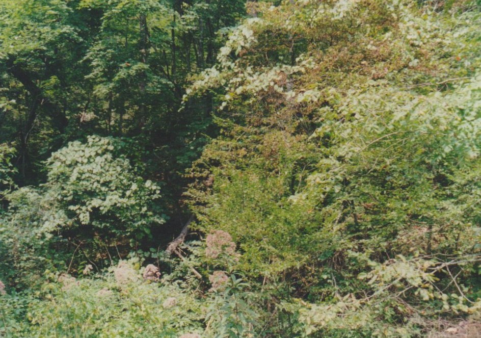 Area surrounding Spaus Creek Cemetery
